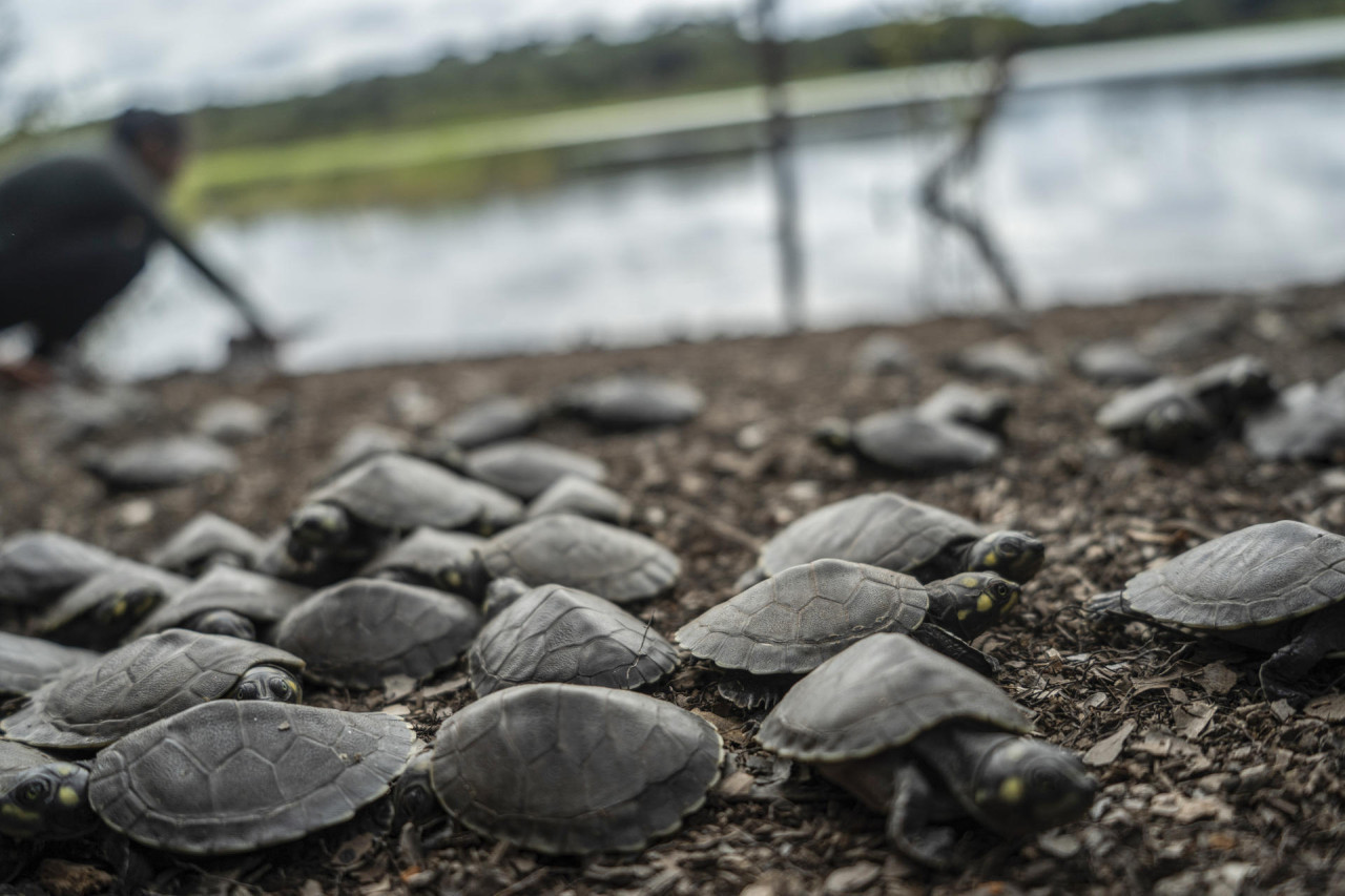 La sequía histórica dificultó el rescate de huevos de tortugas amazónicas. Foto: EFE
