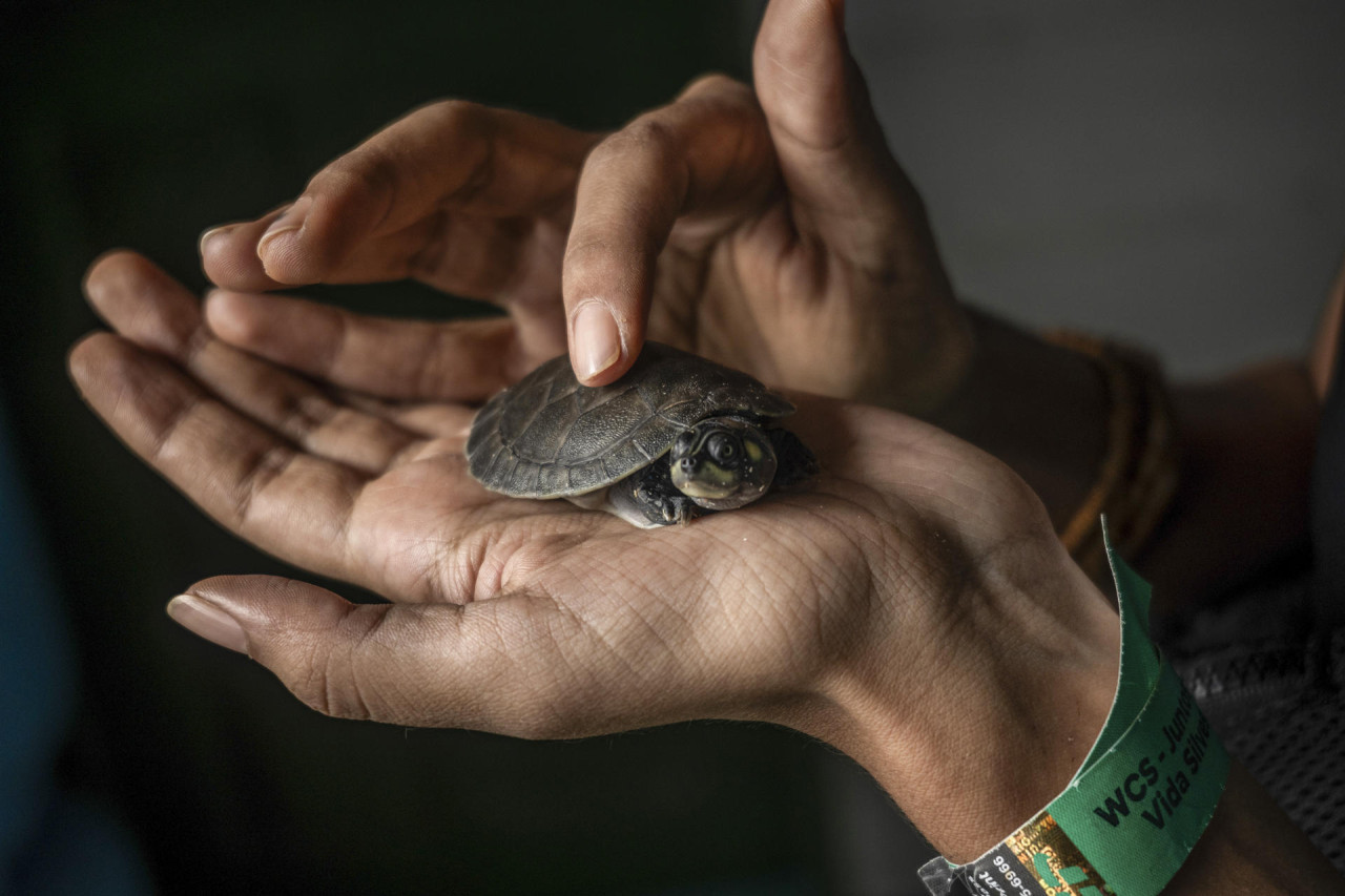 La sequía histórica dificultó el rescate de huevos de tortugas amazónicas. Foto: EFE