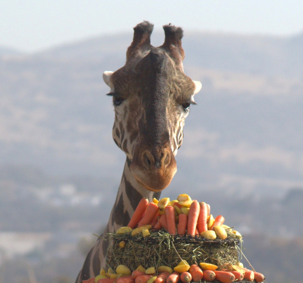 La jirafa Benito. Foto Twitter @AfricamSafari.