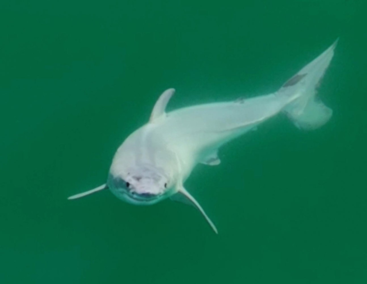 Avistan por primera vez una cría de tiburón blanco. Foto: EFE