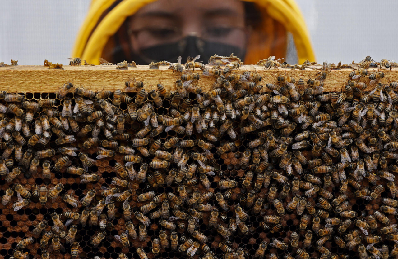 Investigación con abejas en Colombia. Foto: EFE.