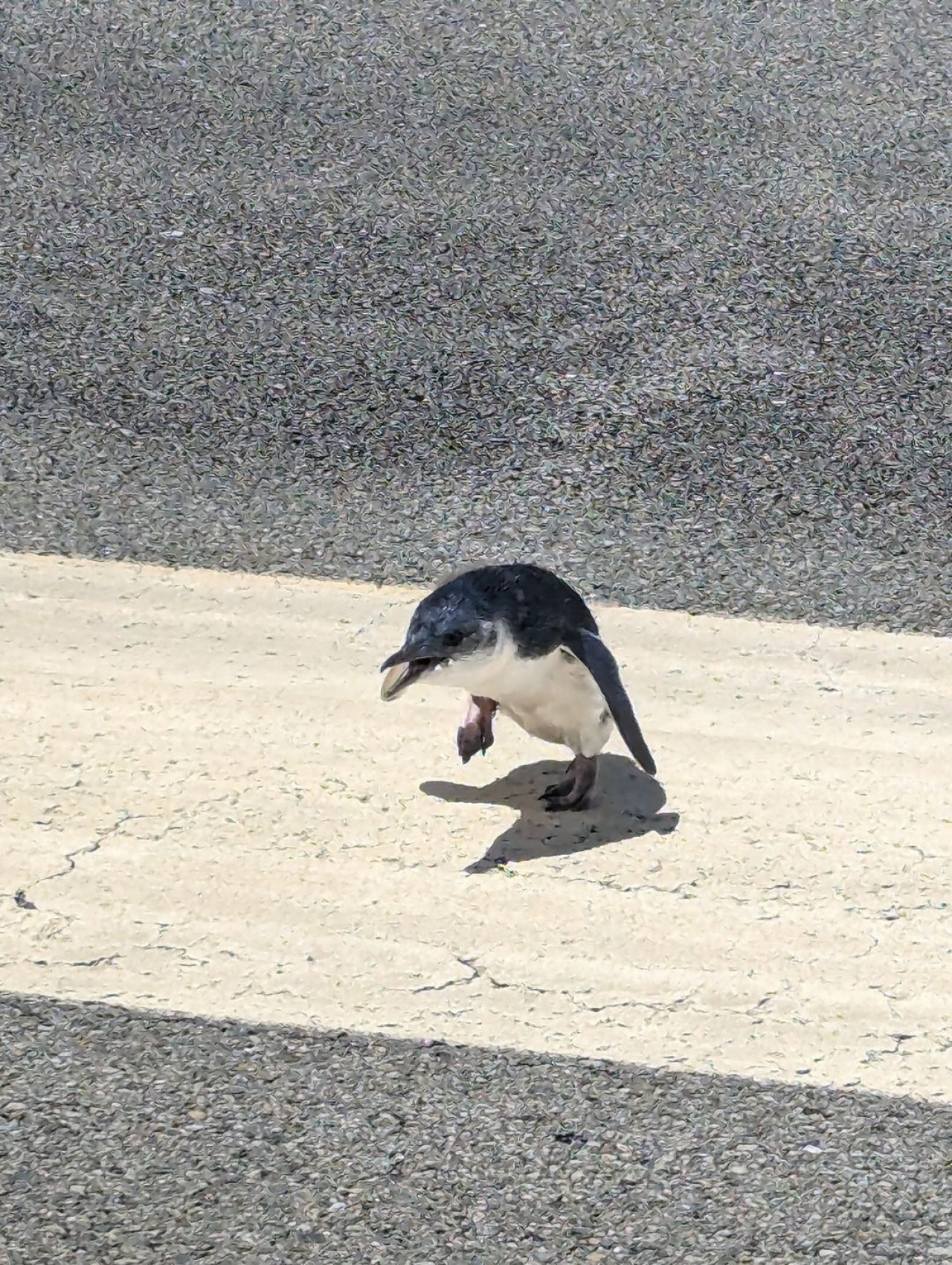 Pingüino en el aeropuerto de Nueva Zelanda. Foto Instagram @wellingtonairport.