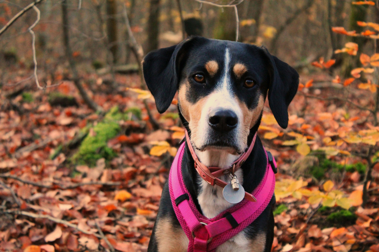 Perro. Foto: Unsplash