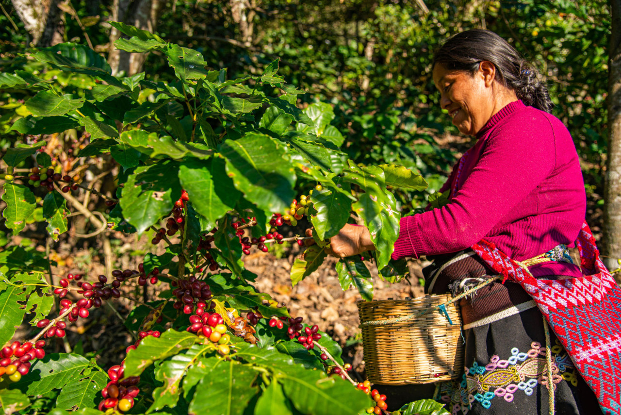 Cafetaleros del sur de México pierden hasta el 30 % de sus cosechas por crisis climática. Foto: EFE