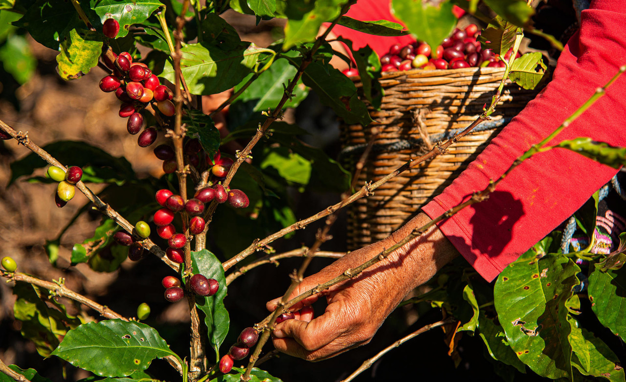 Cafetaleros del sur de México pierden hasta el 30 % de sus cosechas por crisis climática. Foto: EFE