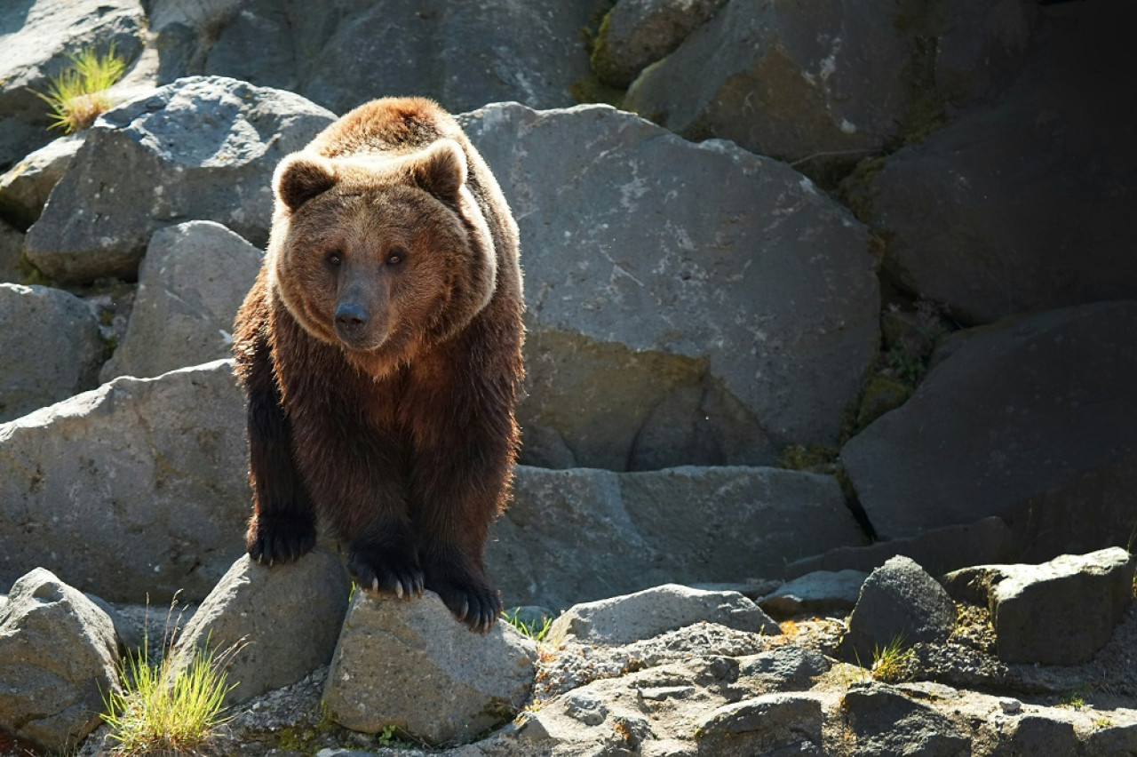 Oso pardo. Foto: Unsplash.