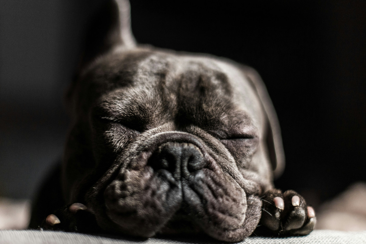 Perros, mascotas, animales. Foto: Unsplash