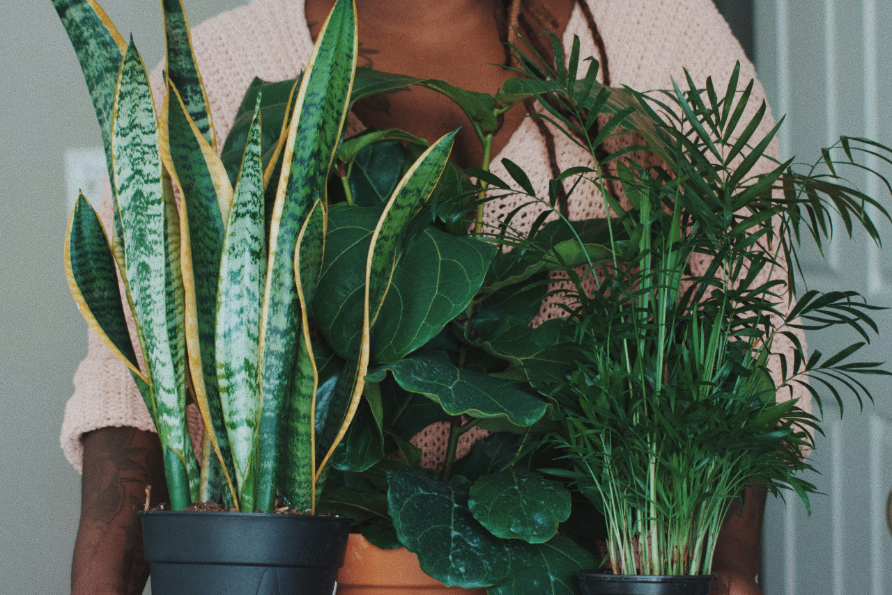 Plantas, naturaleza, decoración. Foto: Unsplash