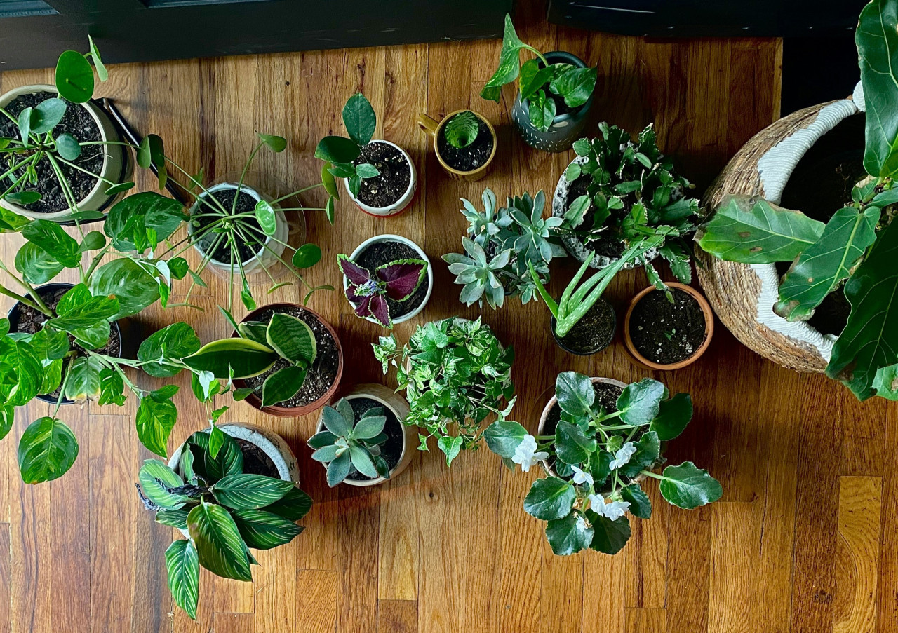 Plantas, naturaleza, decoración. Foto: Unsplash