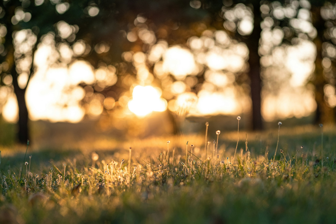 Naturaleza, vacaciones, descanso. Foto: Unsplash