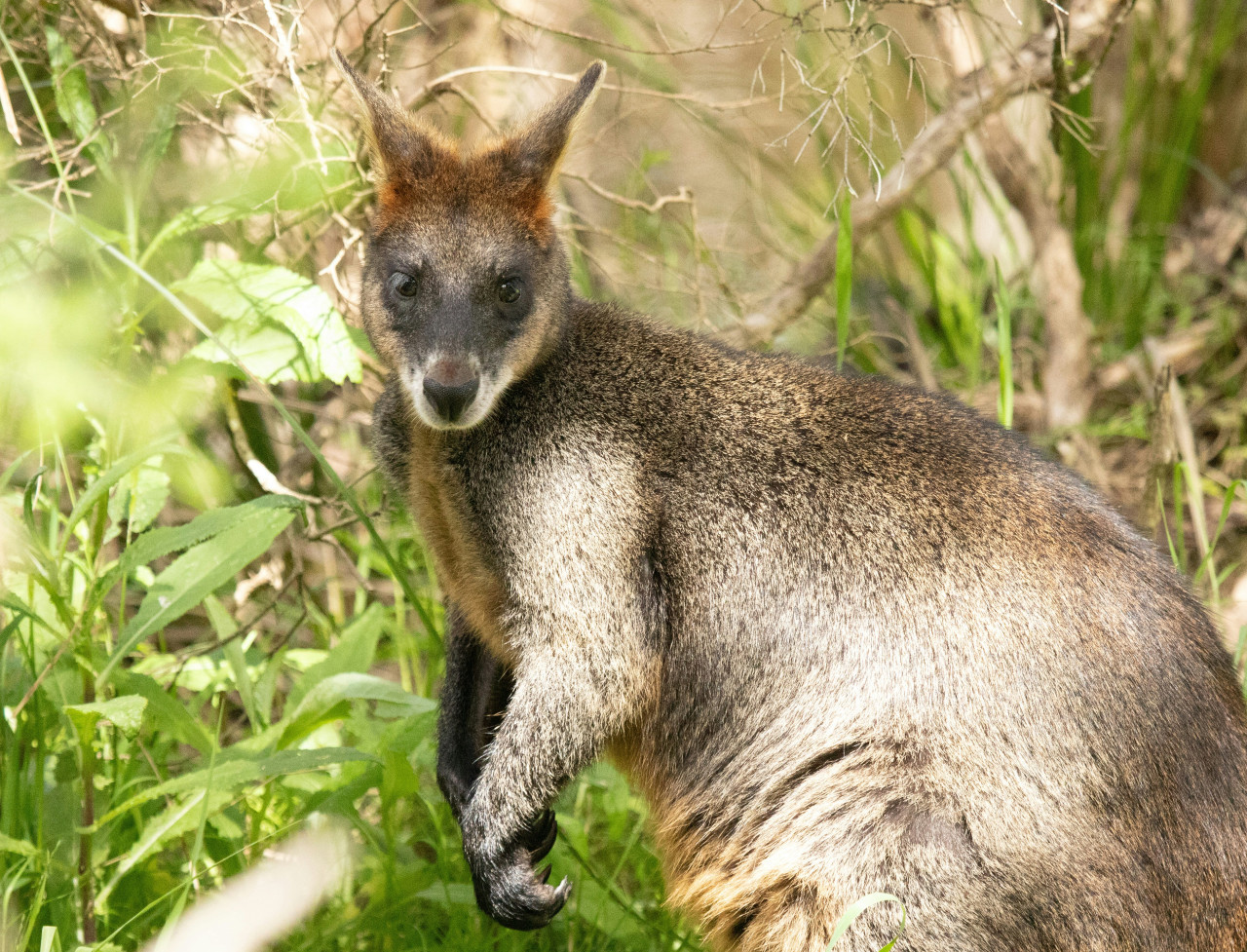 Canguro de pantano. Foto: Unsplash.