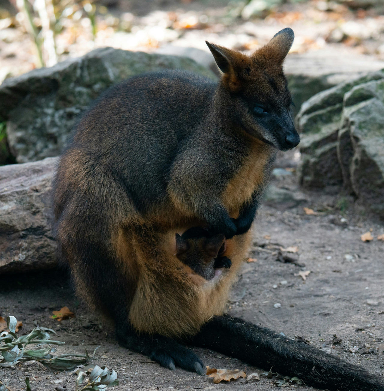 Canguro de pantano. Foto: Unsplash.