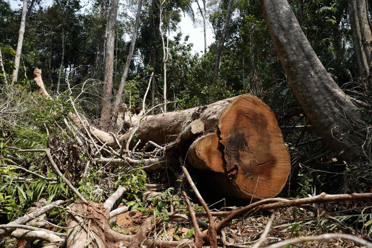 Amazonia en Perú. Foto: EFE.