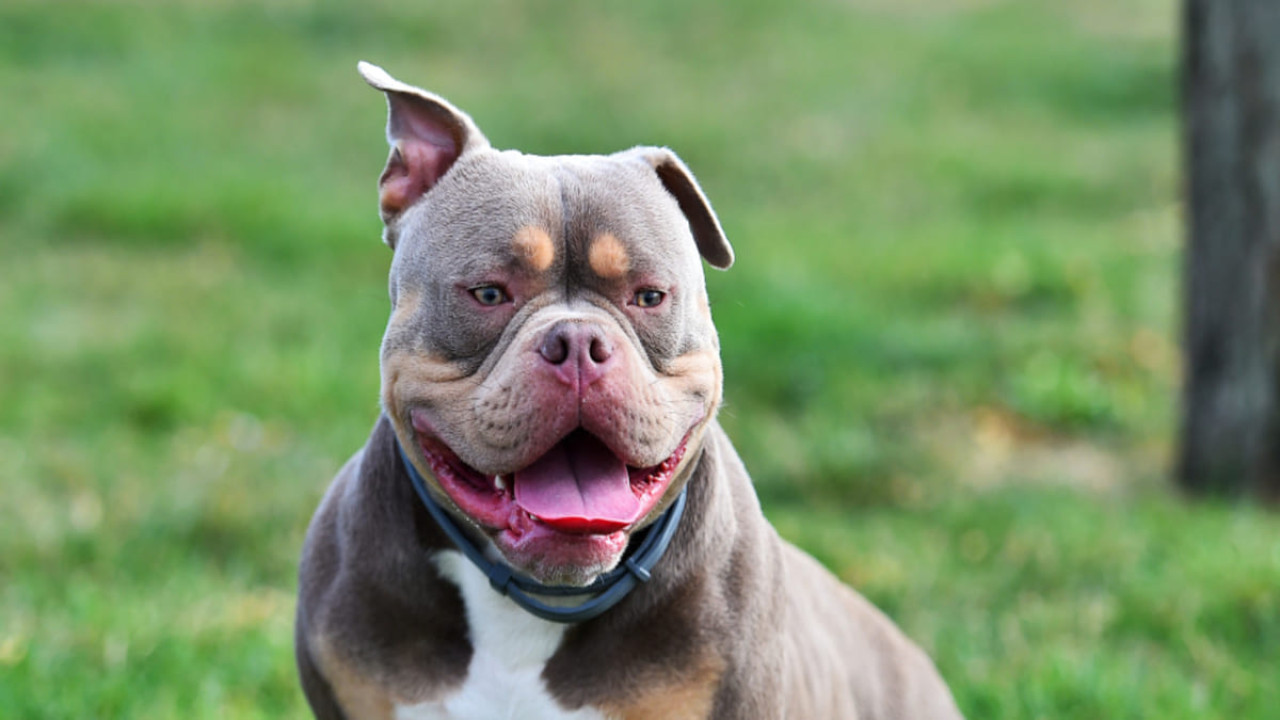 American Bully XL.  Image: x.