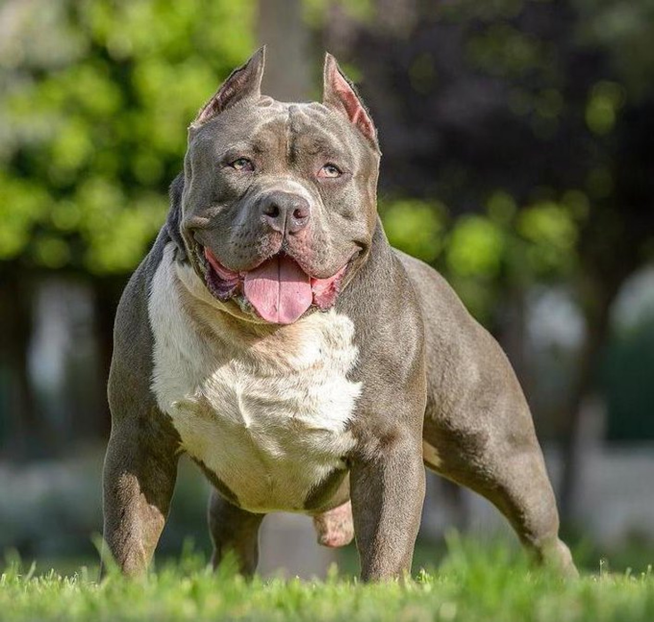 American Bully XL.  Image: x.