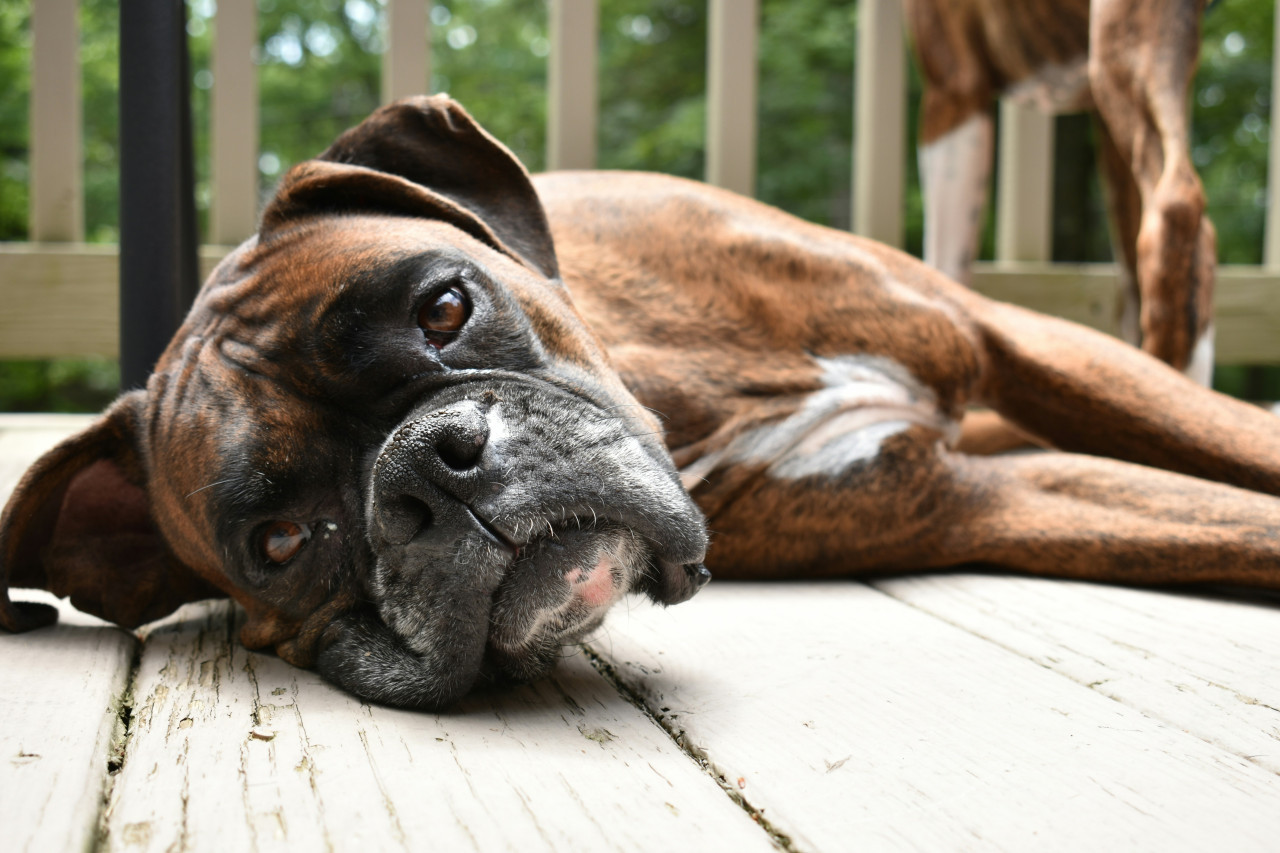 Perro. Foto Unsplash.