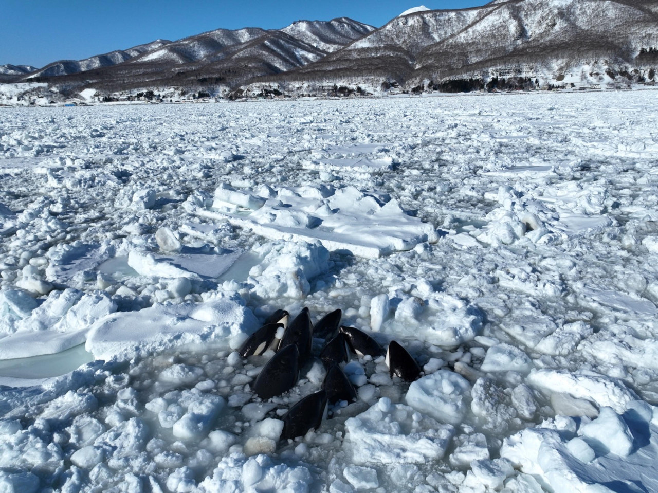 Un grupo de orcas queda atrapado en el hielo frente a la costa del norte de Japón. Foto: EFE.