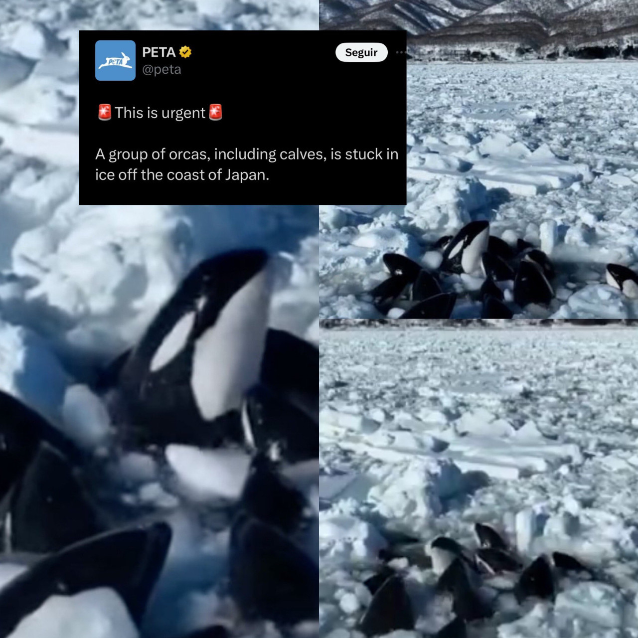 Un grupo de orcas queda atrapado en el hielo frente a la costa del norte de Japón. Foto: EFE.