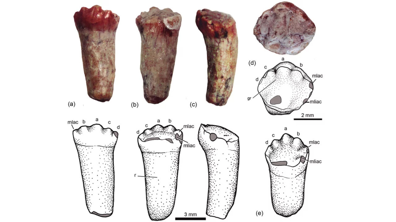 Dientes y gráficos del Riojanodon nenoi. Foto: CTyS.