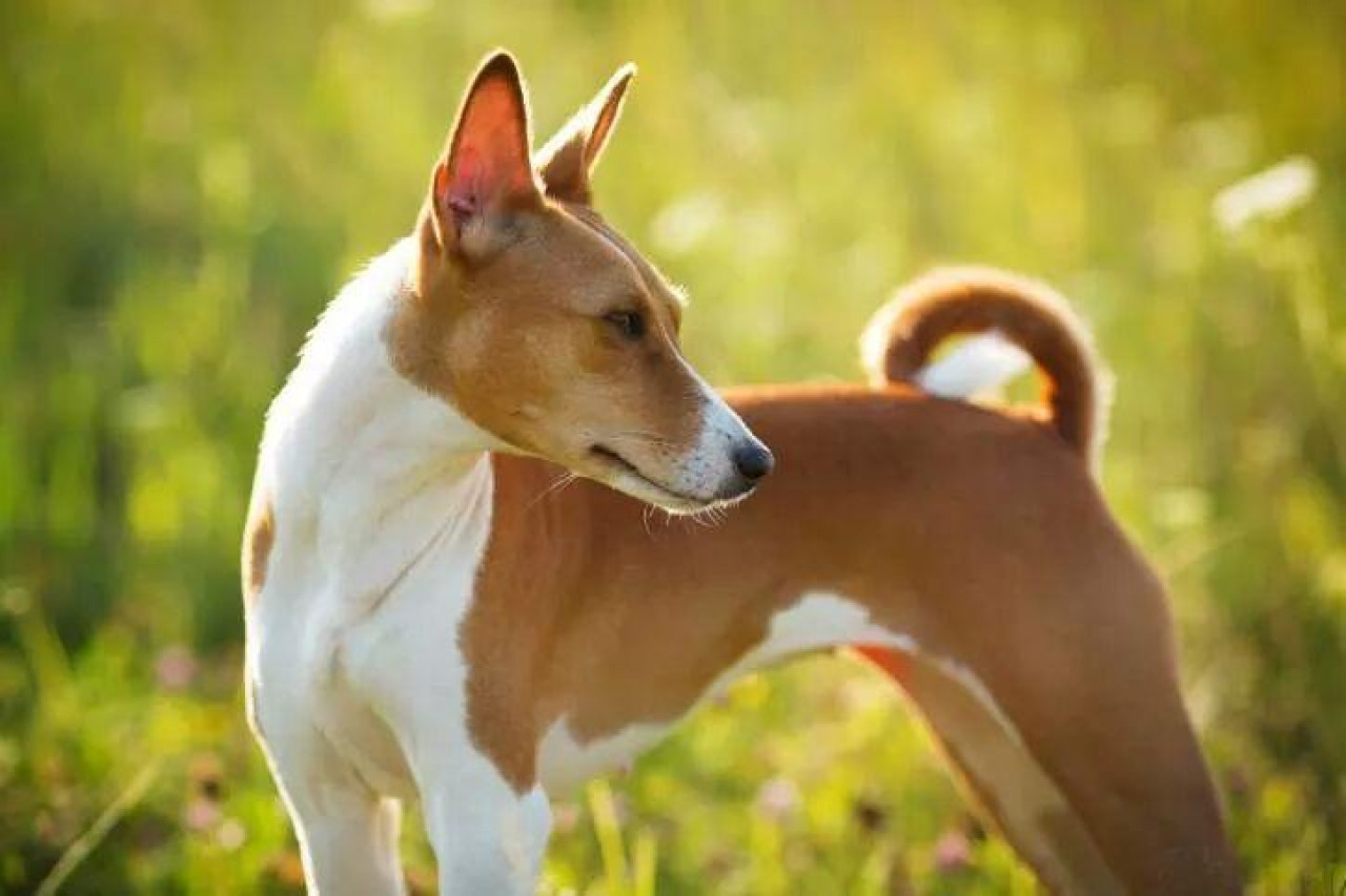 Raza Basenji. Foto: X