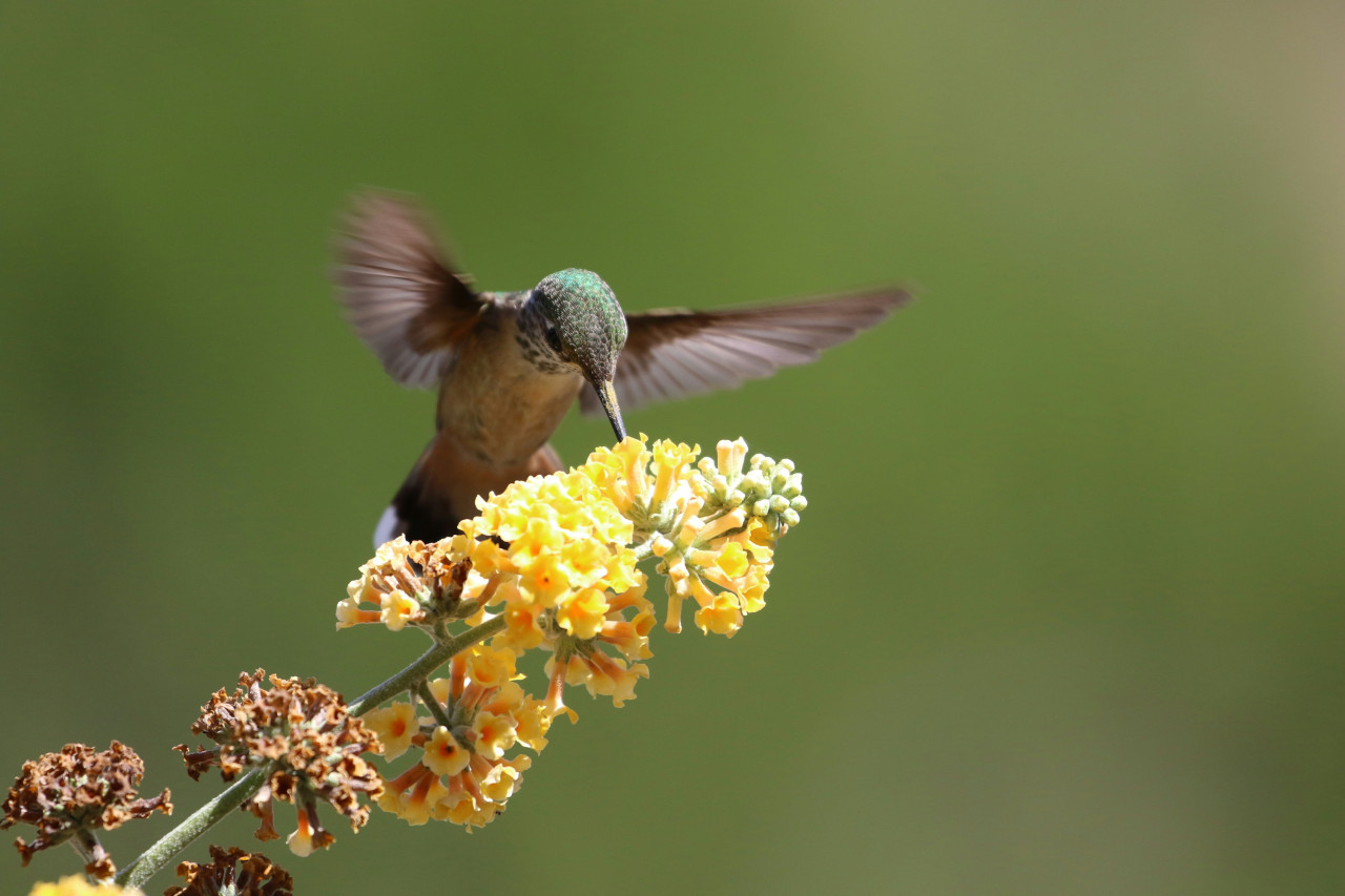 Colibrí. Foto Unsplash.