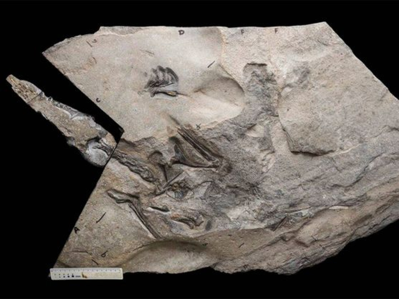 Fisil del pterosaurios. Foto: Universidad de Edimburgo.