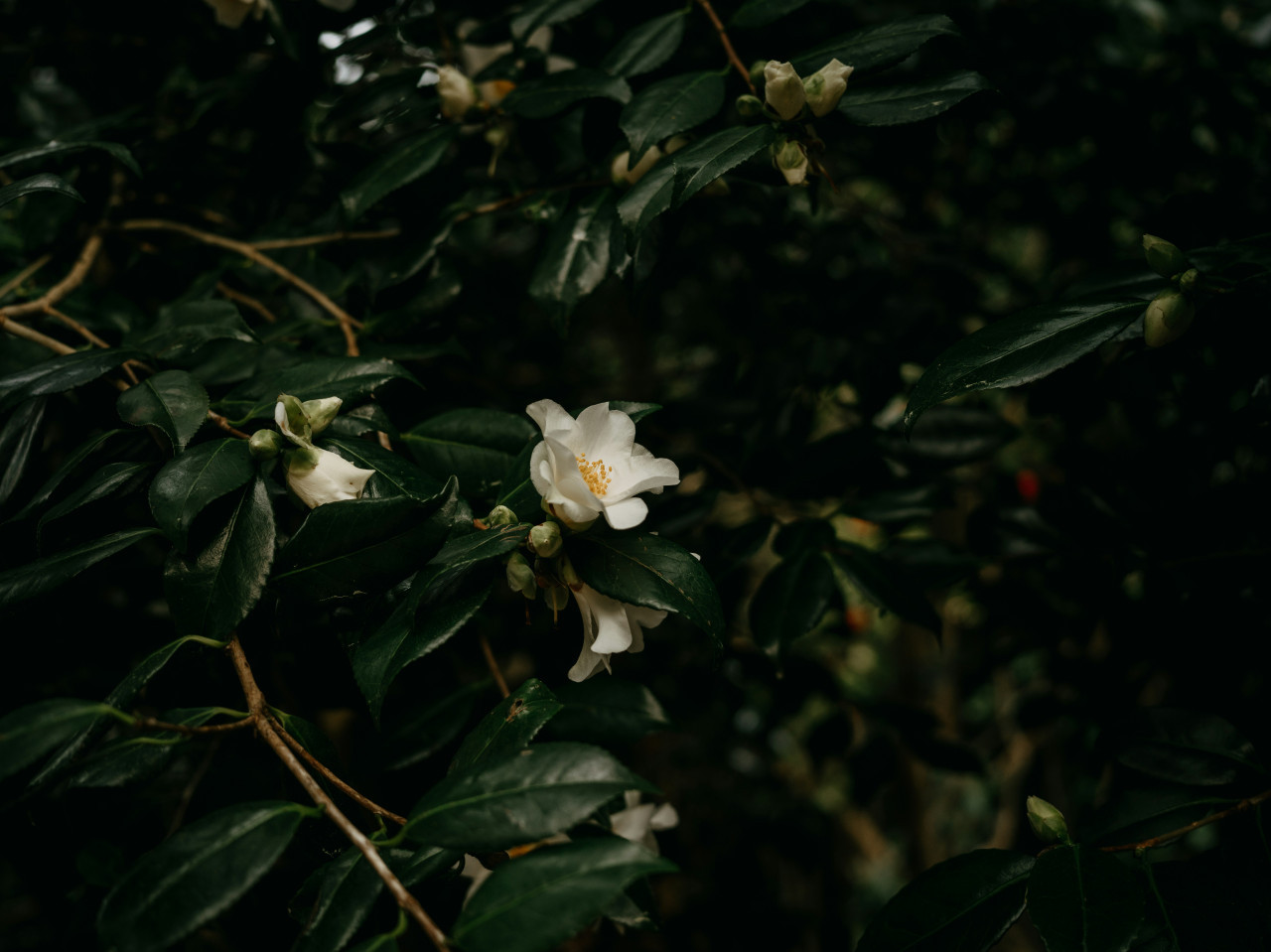 Planta Camellia Sinensis. Foto Unsplash.