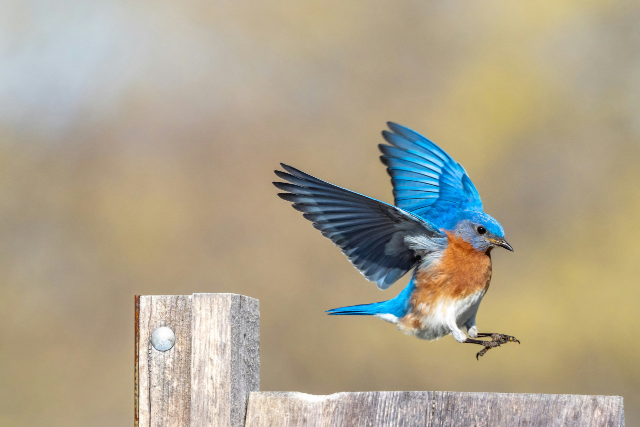 Aves, pájaros, vuelo, ciencia. Foto: Unsplash