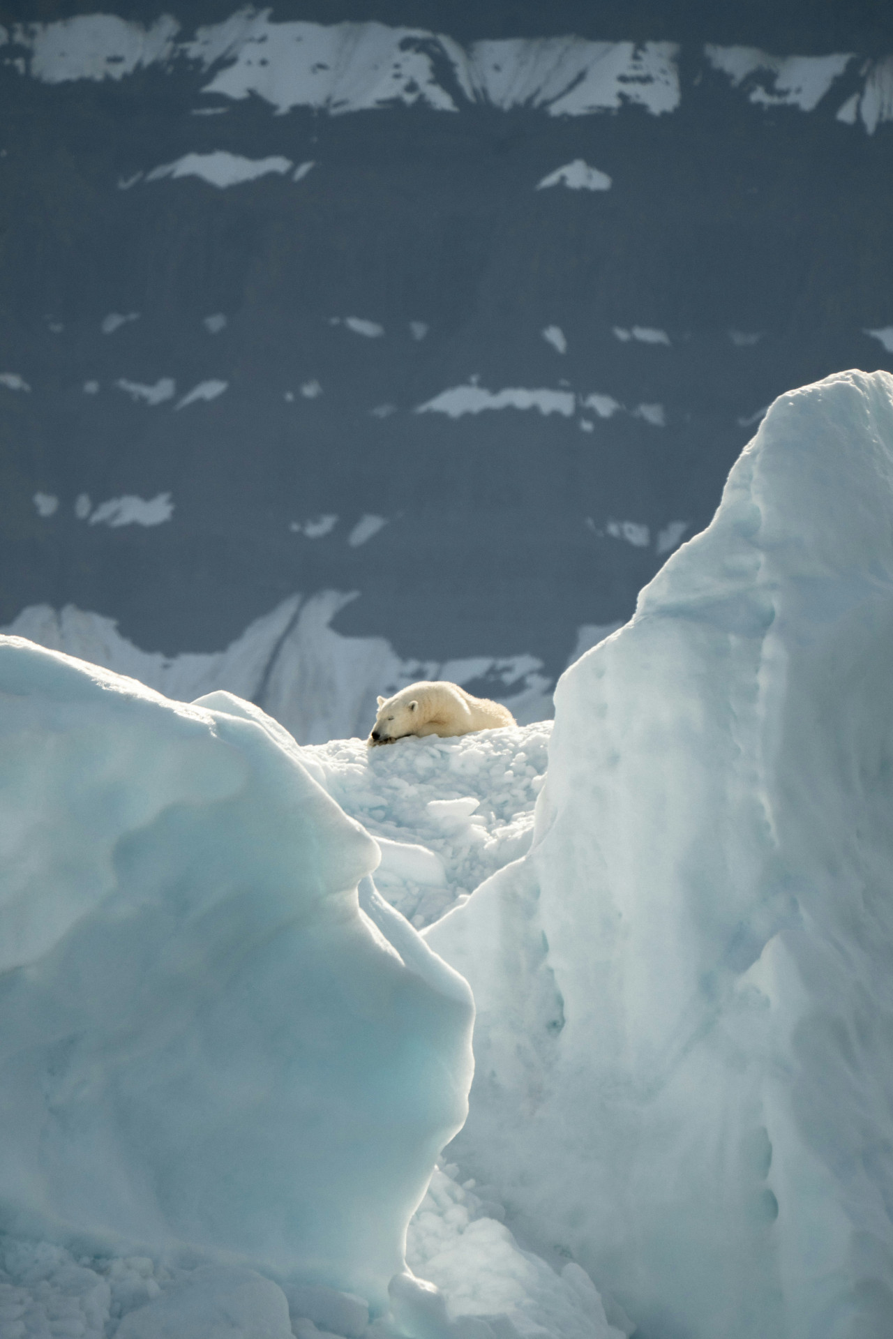 Oso polar. Foto: Unsplash.