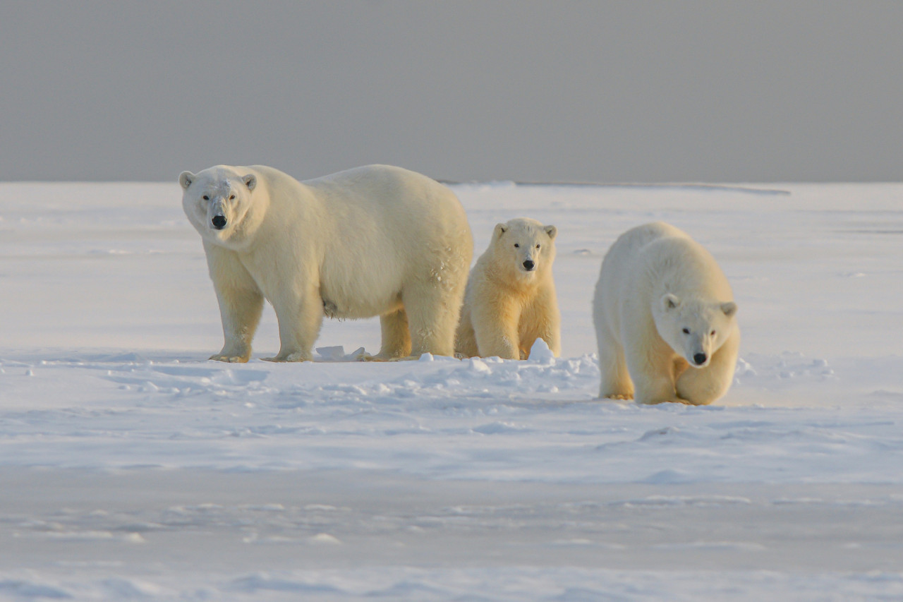 Oso polar. Foto: Unsplash.