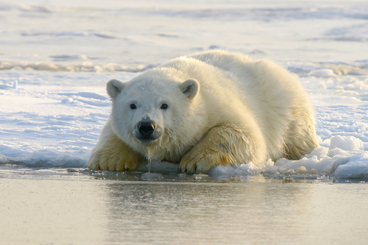 Oso polar. Foto: Unsplash.