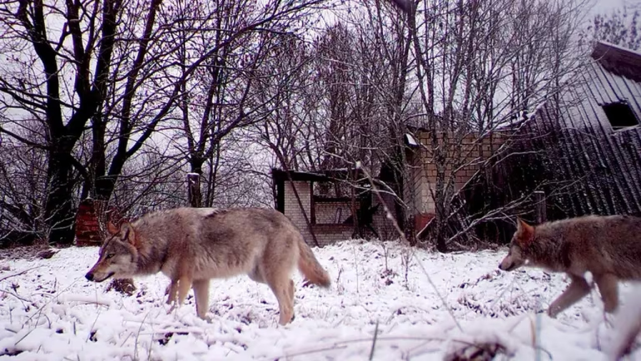 Lobos que viven en Chernobyl. Foto: Reuters