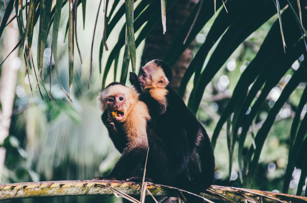 Monos. Foto: Unsplash.