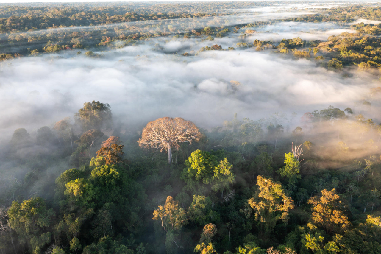 La mitad de la Amazonía puede desaparecer en 2050 y alterar el clima de toda la Tierra. Foto EFE.