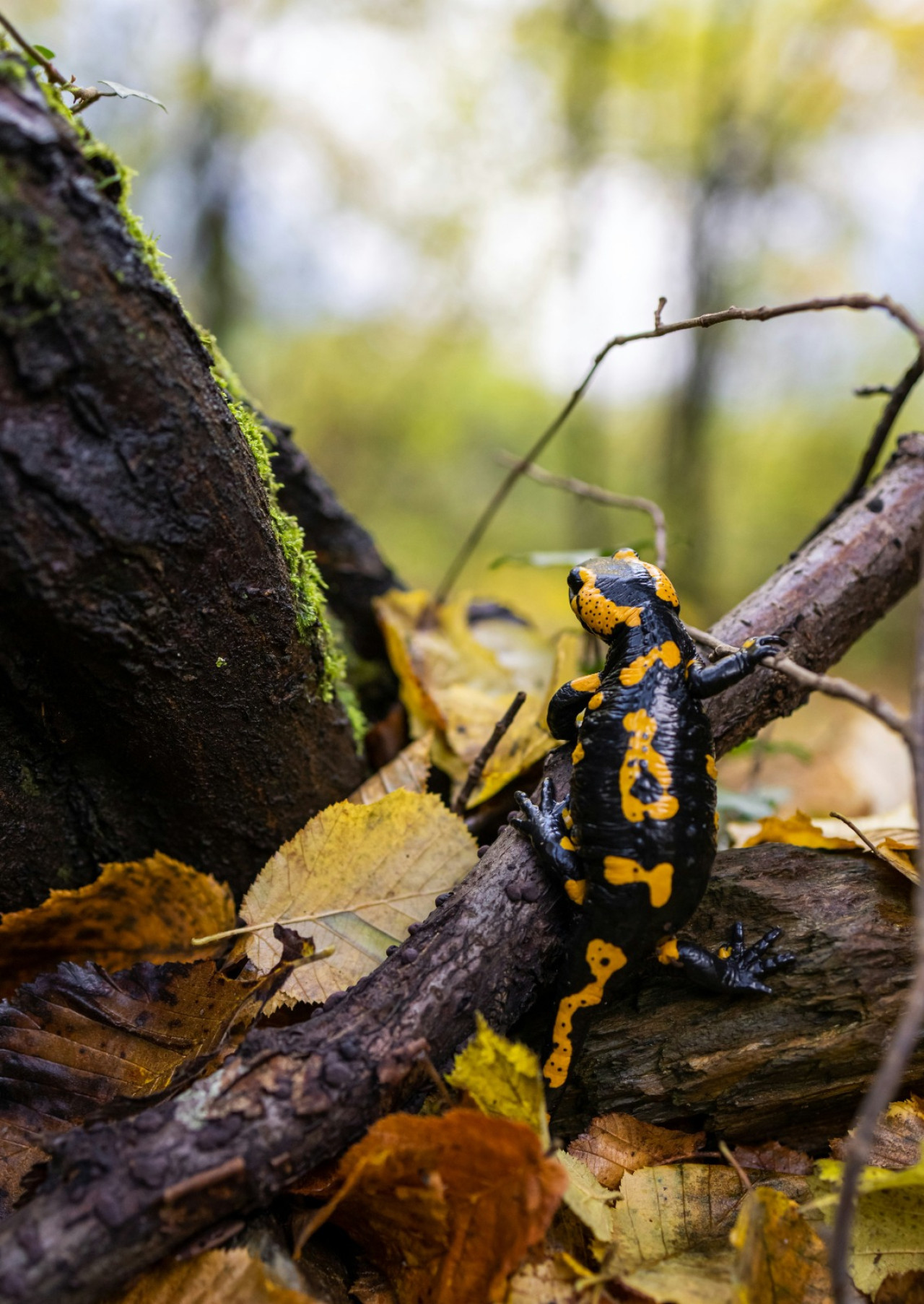 Salamandra. Foto: Unsplash.