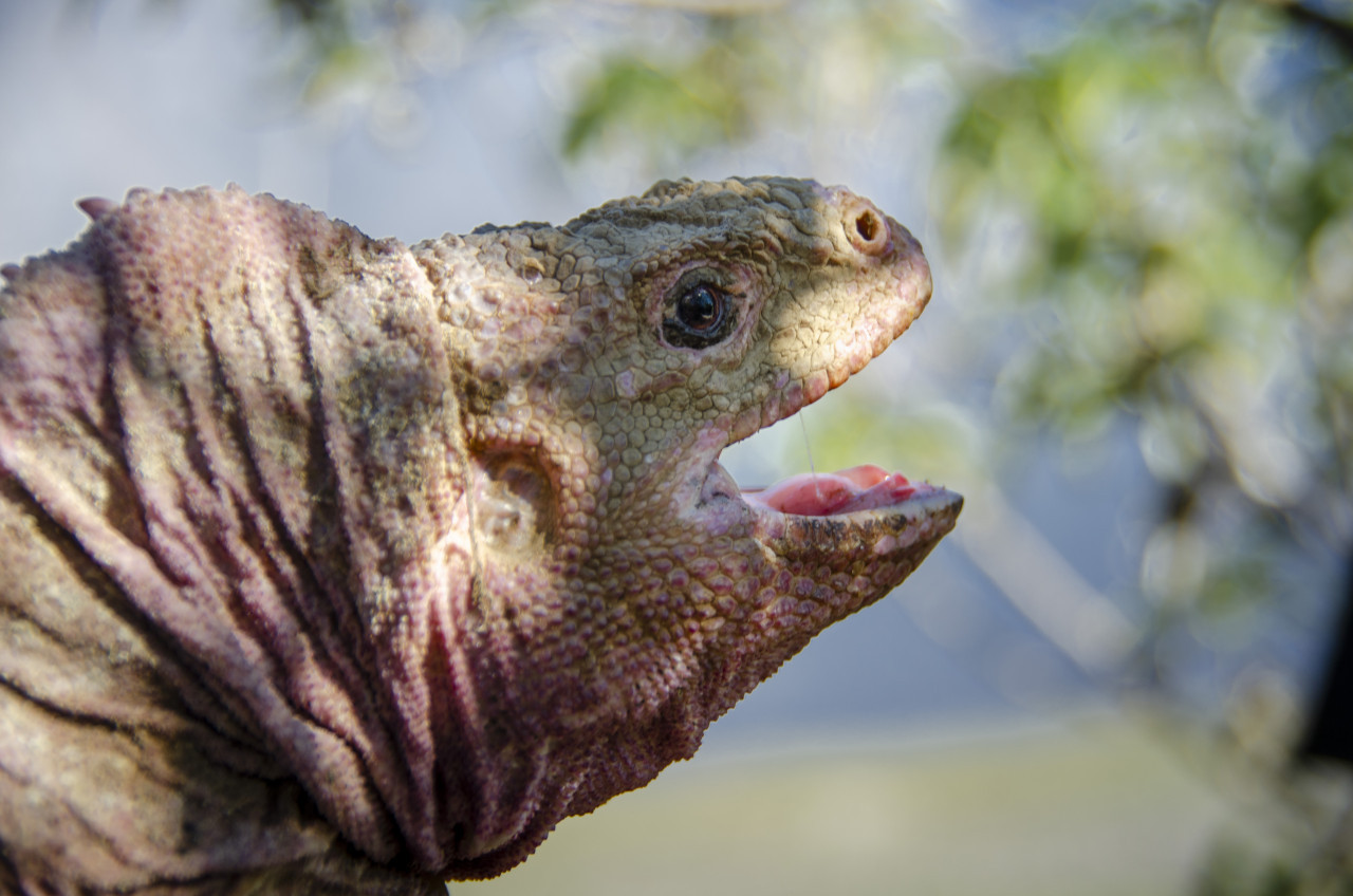 Iguana rosada de Galápagos. Foto: EFE