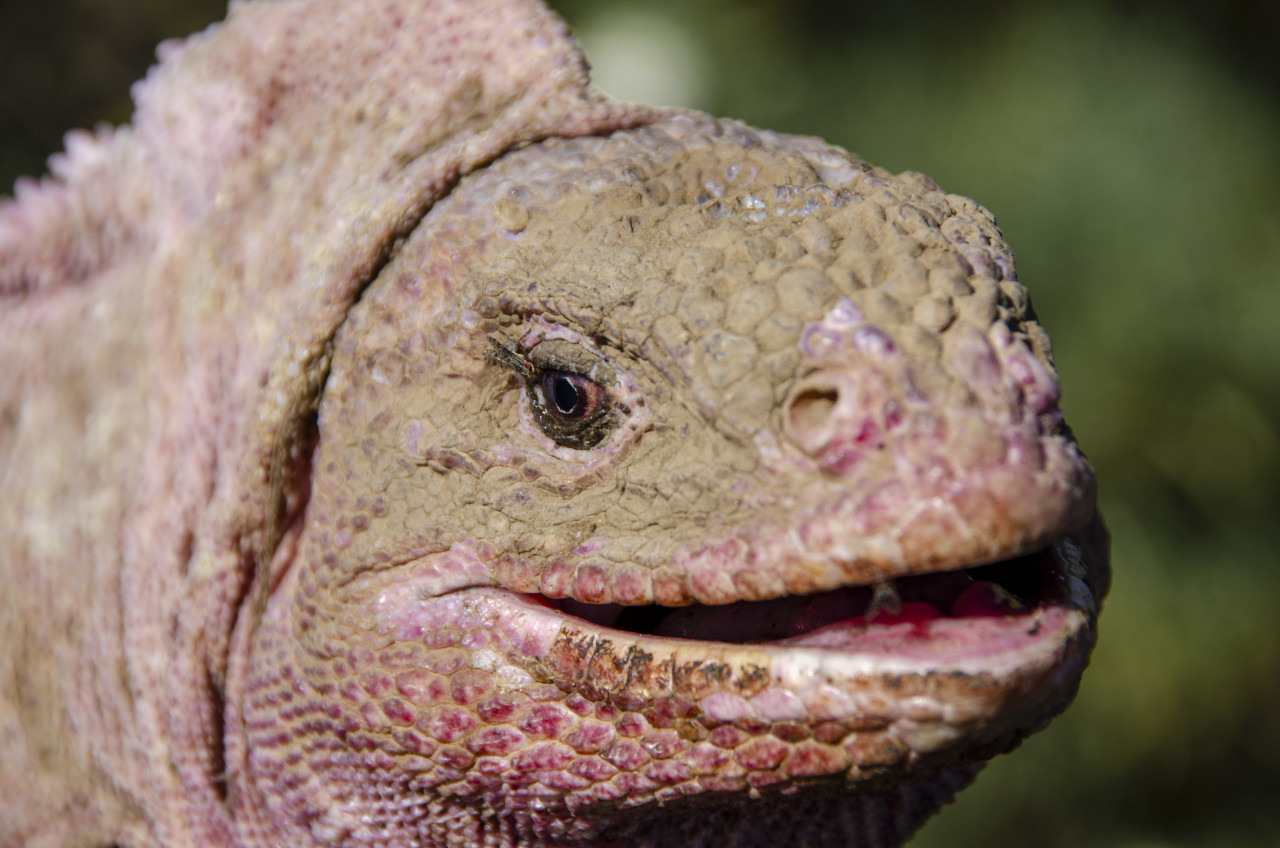 Iguana rosada de Galápagos. Foto: EFE