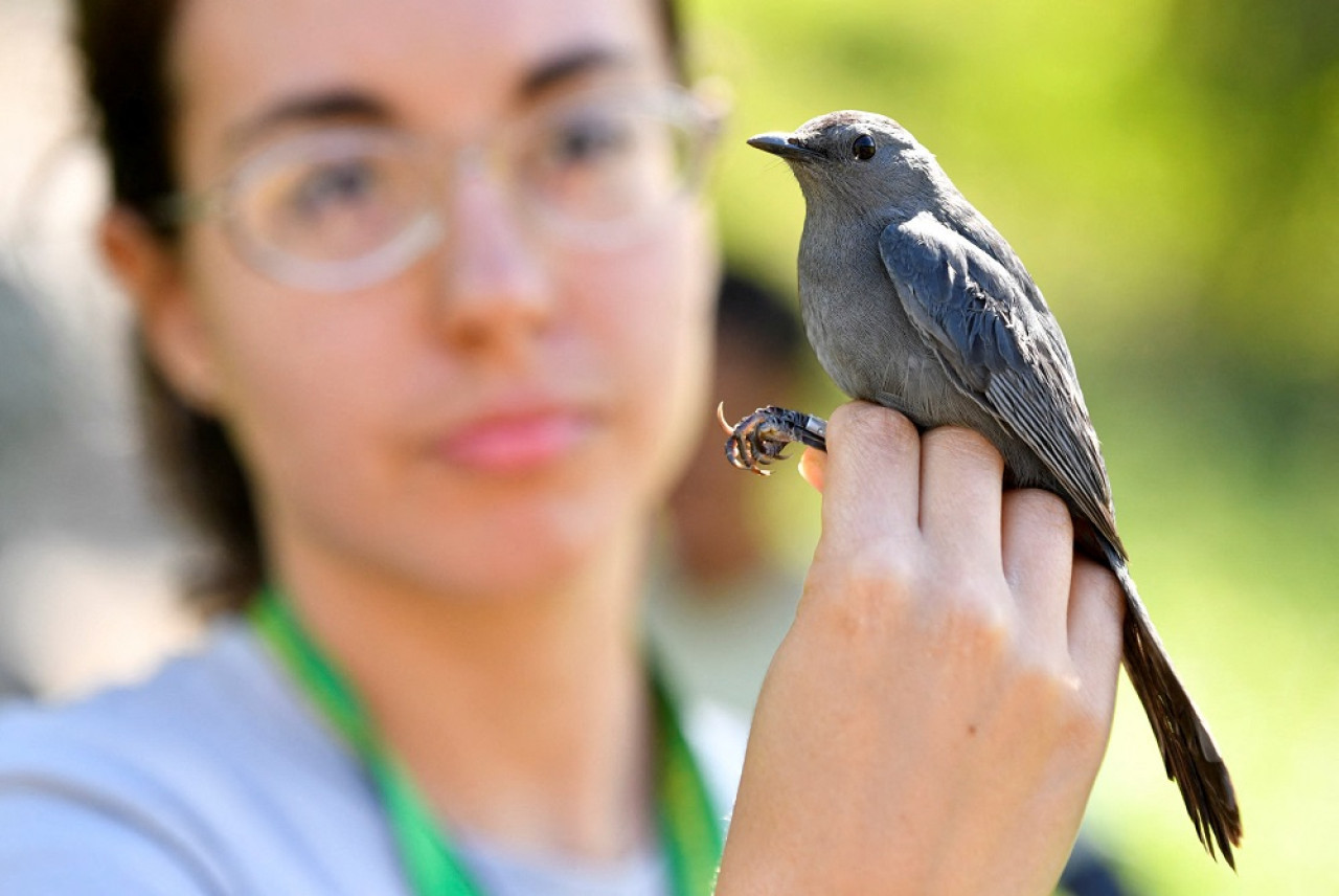 Aves migrantes en Cuba. Foto: Reuters.