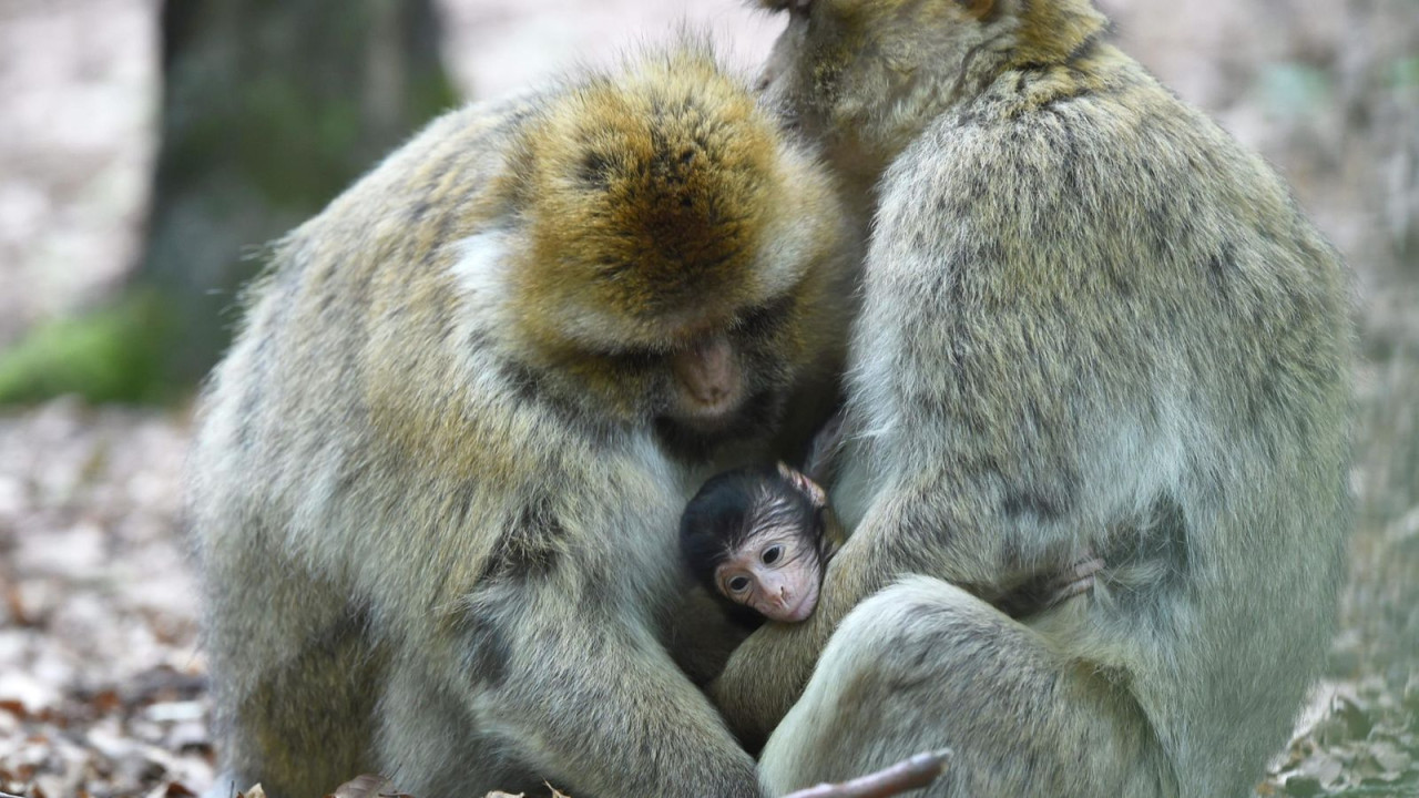 Monos a raya. Foto: EFE