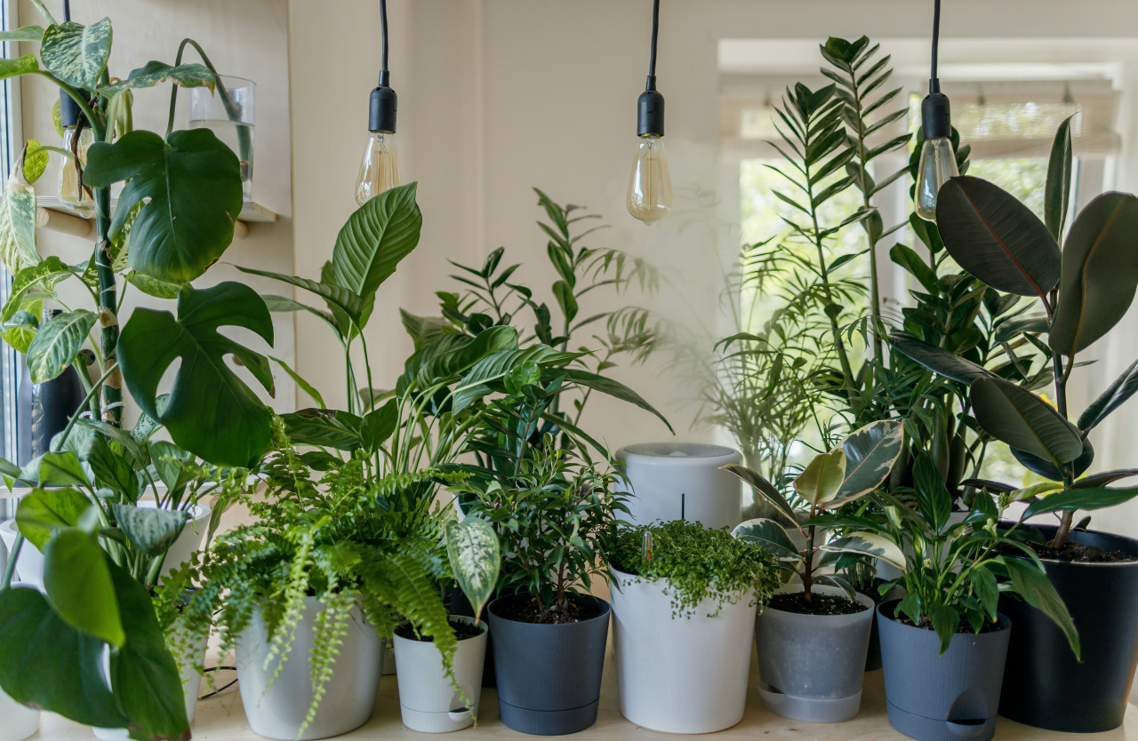 Plantas, naturaleza, decoración. Foto: Unsplash