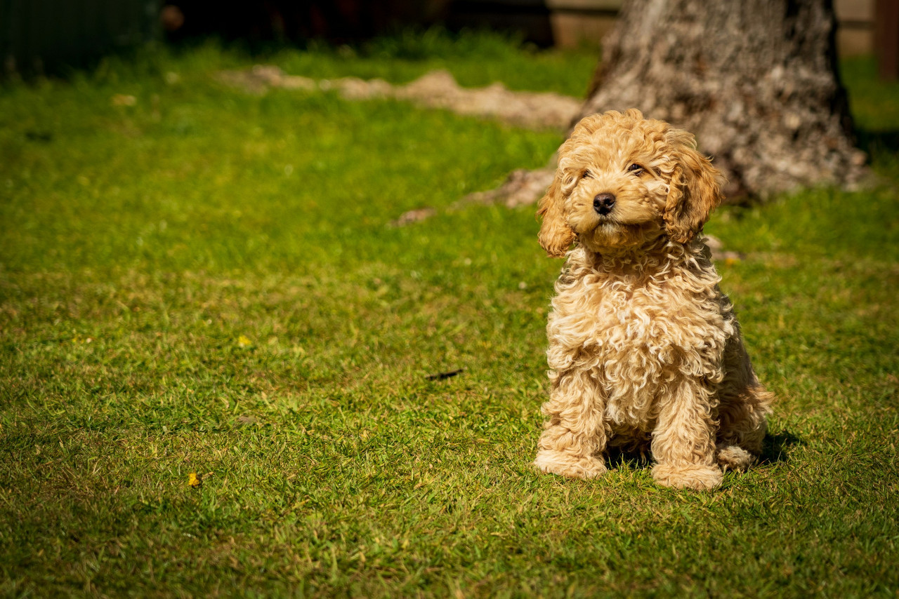 Caniche. Foto: Unsplas