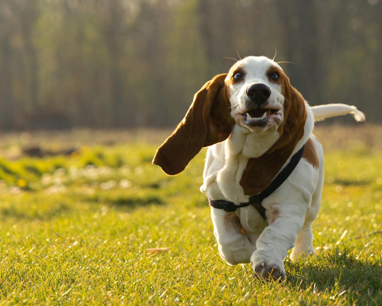 Basset Hound. Foto: Unsplash.