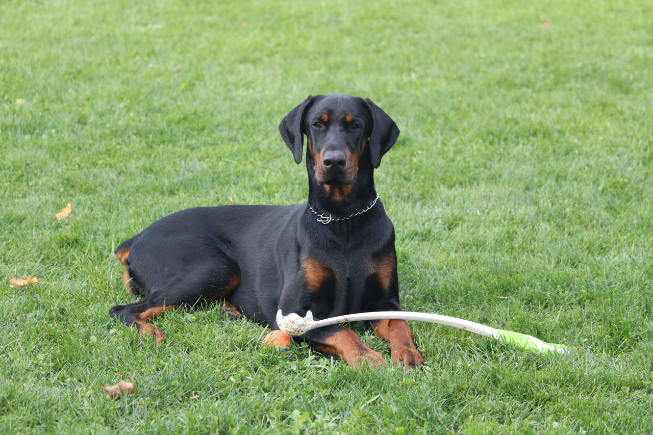 Dóberman Pinscher. Foto: Unsplash.