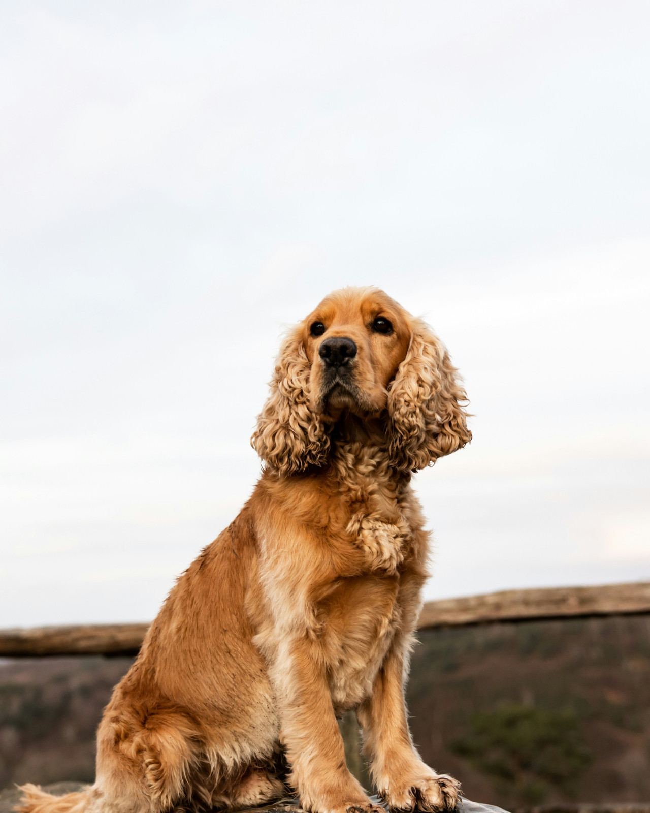 Cocker Spaniel. Foto: Unsplash.