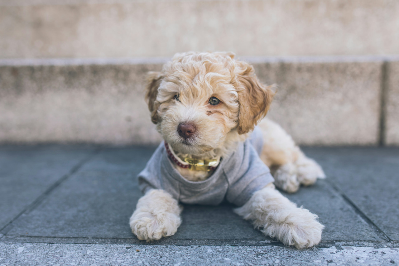 Caniche. Foto: Unsplash.