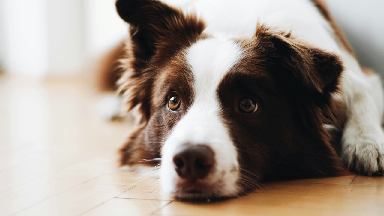 Border Collie. Foto: Unsplash.