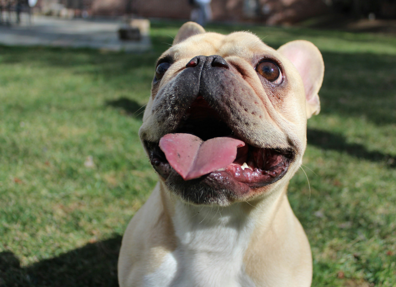 Bulldog francés. Foto: Unsplash.