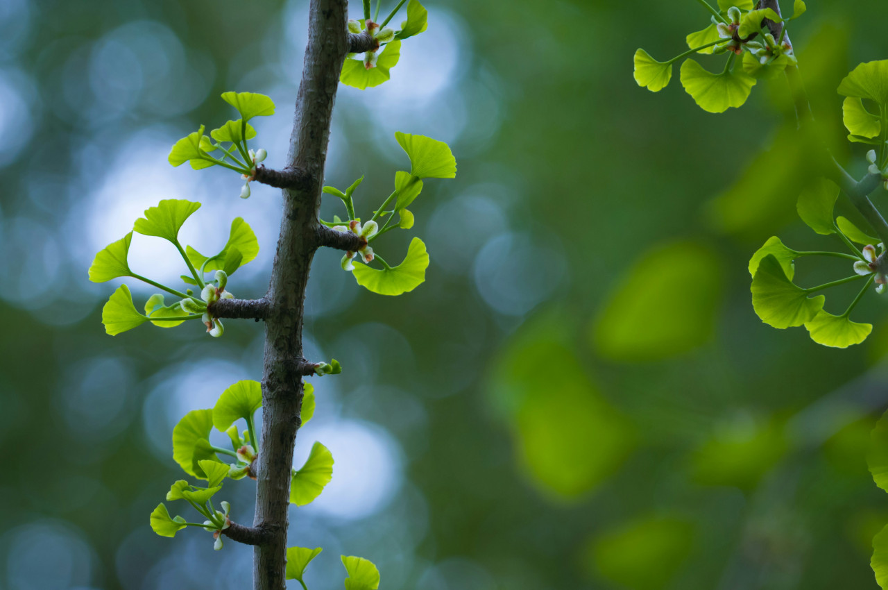 Ginkgo. Foto: Unsplash.