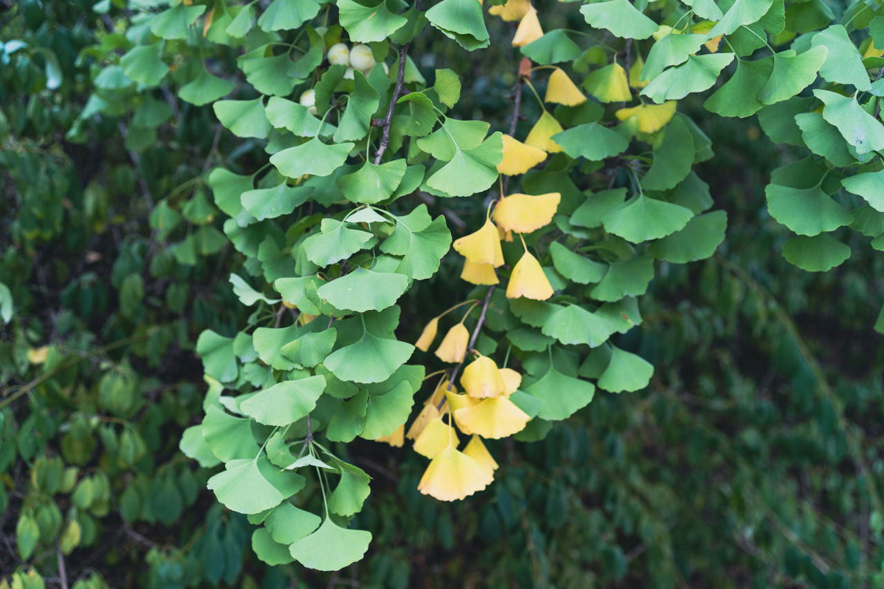 Ginkgo. Foto: Unsplash.