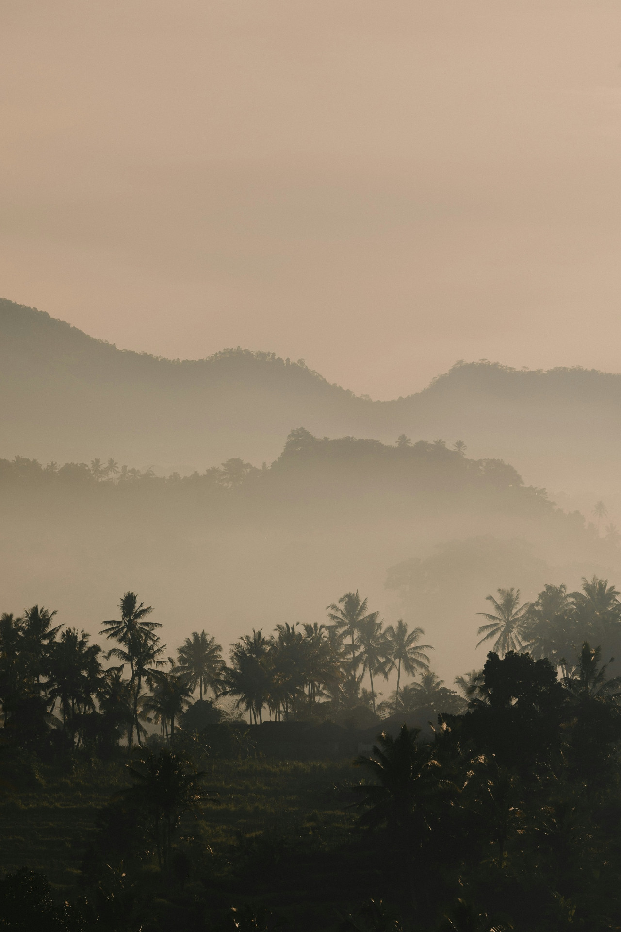 Palmeras. Foto Unsplash.